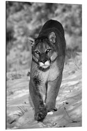 Magnettafel Auge in Auge mit dem Puma