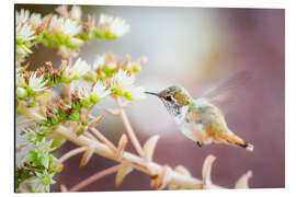 Aluminium print Hummingbird with Blossom bBanch