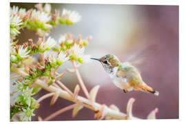 PVC print Hummingbird with Blossom bBanch