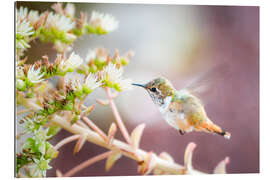 Quadro em plexi-alumínio Hummingbird with Blossom bBanch