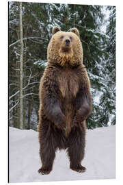 Aluminium print Standing Brown Bear