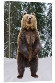 Tableau en PVC Standing Brown Bear