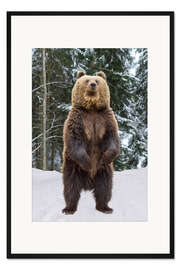 Gerahmter Kunstdruck Stehender Braunbär