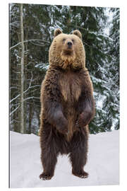 Galleriprint Standing Brown Bear