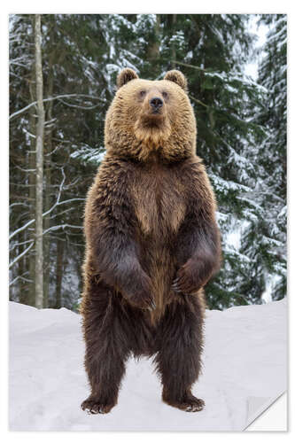 Naklejka na ścianę Standing Brown Bear