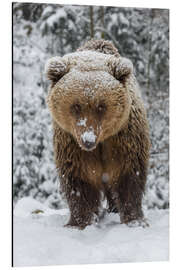 Aluminiumtavla Cute Brown Bear in the Snow