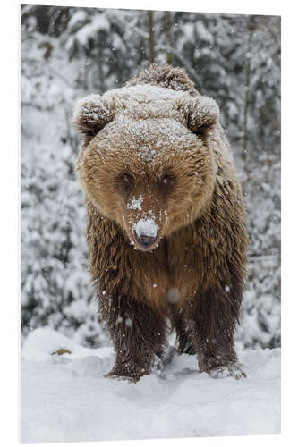 Stampa su PVC Tenero orso bruno nella neve