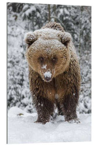 Gallery print Cute Brown Bear in the Snow