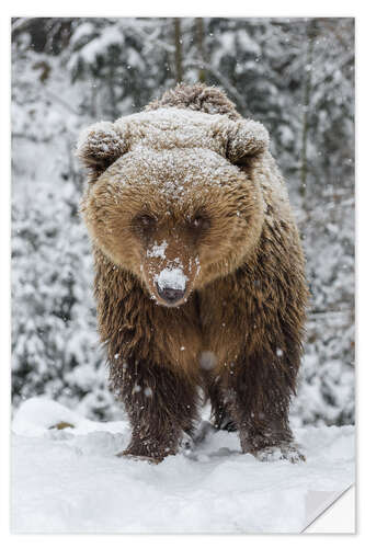 Wandsticker Süßer Braunbär im Schnee