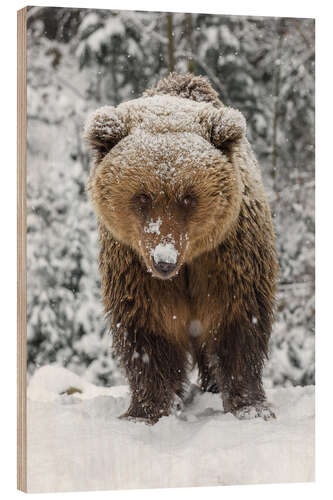 Holzbild Süßer Braunbär im Schnee