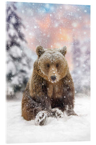 Akrylglastavla Bear Plays in the Snow