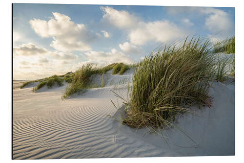 Aluminiumsbilde Beach Grass on the Dune Beach