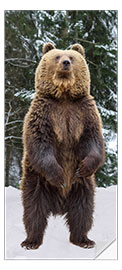 Dørtapet Brown Bear in the Winter Forest