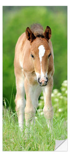 Door sticker Foal in a meadow