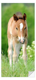 Door sticker Foal in a meadow - Kidz Collection