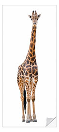 Door sticker Funny Giraffe