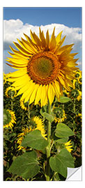 Deursticker In the Sunflower Field
