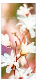 Dørtapet Magnolia Blossoms