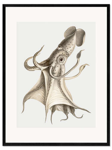 Kehystetty taidepainatus The Cockeyed Squid