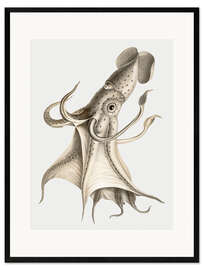 Framed art print The Cockeyed Squid