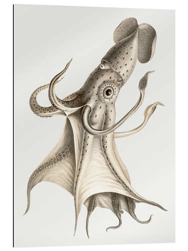 Galleriprint The Cockeyed Squid