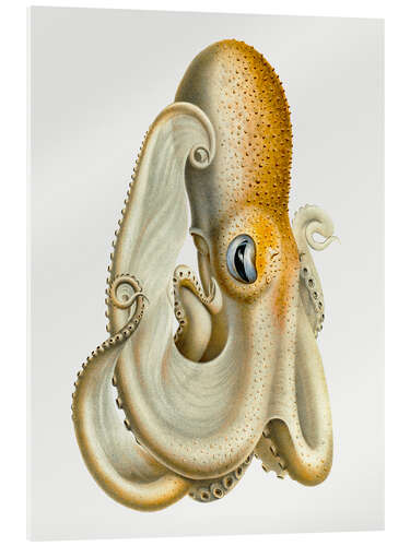 Acrylic print The Velodona Togata Octopus (Side)