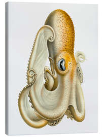 Canvas print The Velodona Togata Octopus (Side)