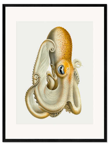 Plakat artystyczny premium w ramie The Velodona Togata Octopus (Side)