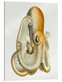 Galleritryck The Velodona Togata Octopus (Side)