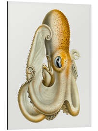 Magnettafel The Velodona Togata Octopus (Side)