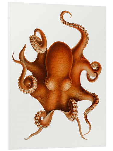 Foam board print The Polypus Levis Octopus