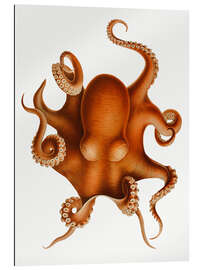 Quadro em plexi-alumínio The Polypus Levis Octopus