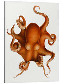 Magnettafel The Polypus Levis Octopus