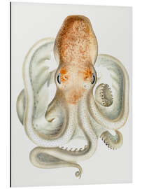 Alubild The Velodona Togata Octopus (Front)