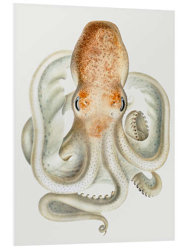 PVC-tavla The Velodona Togata Octopus (Front)