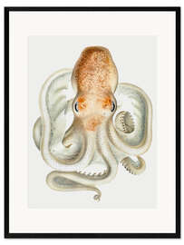Kehystetty taidepainatus The Velodona Togata Octopus (Front)