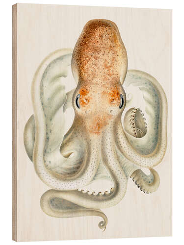Obraz na drewnie The Velodona Togata Octopus (Front)