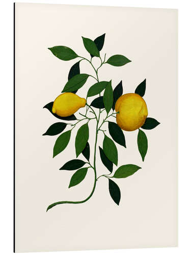 Tableau en aluminium Vintage lemon branch