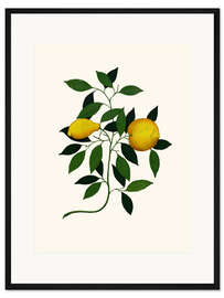 Gerahmter Kunstdruck Vintage Zitronenzweig