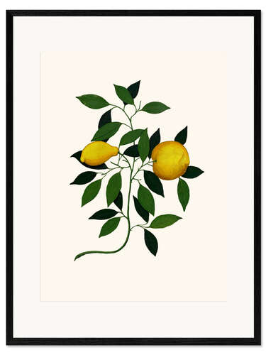 Impression artistique encadrée Vintage lemon branch