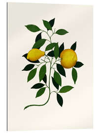 Gallery print Vintage lemon branch