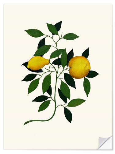 Naklejka na ścianę Vintage lemon branch