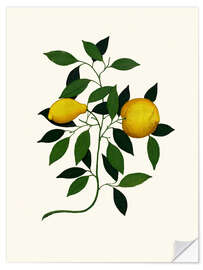 Vinilo para la pared Vintage lemon branch