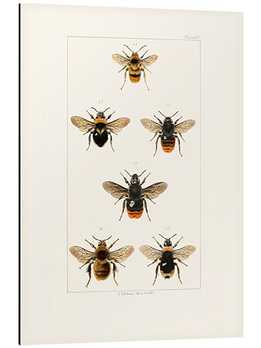 Obraz na aluminium Vintage Bee Species