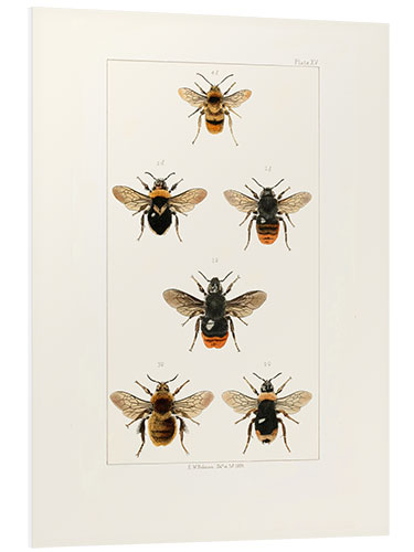 Foam board print Vintage Bee Species