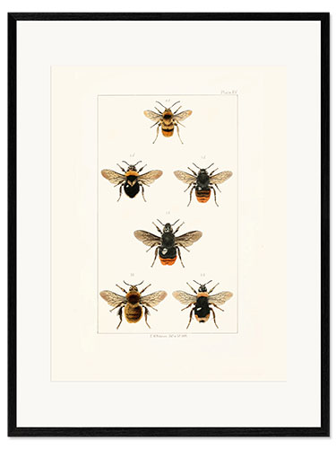 Innrammet kunsttrykk Vintage Bee Species