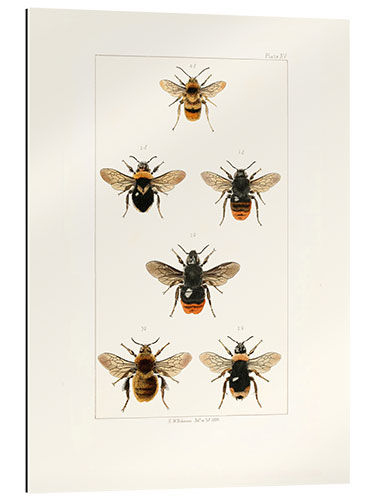 Gallery print Vintage Bee Species