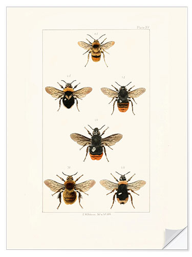 Wall sticker Vintage Bee Species