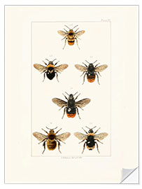 Vinilo para la pared Vintage Bee Species