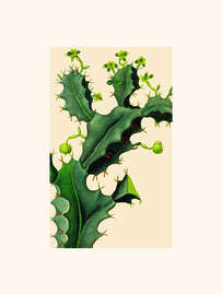 Magnettafel Vintage Kaktus